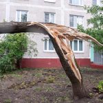 A-Z-Landscaping-Tree-Removal-Tree-Falls-on-Commercial-Condo-Property-scaled
