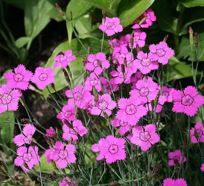 Dianthus arcticus ‘Schneetanne’ Dianthus arcticus ‘Schneetanne’