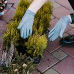 Landscaping With Native Plants in Ridgefield, CT