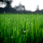 Green field, water droplets.