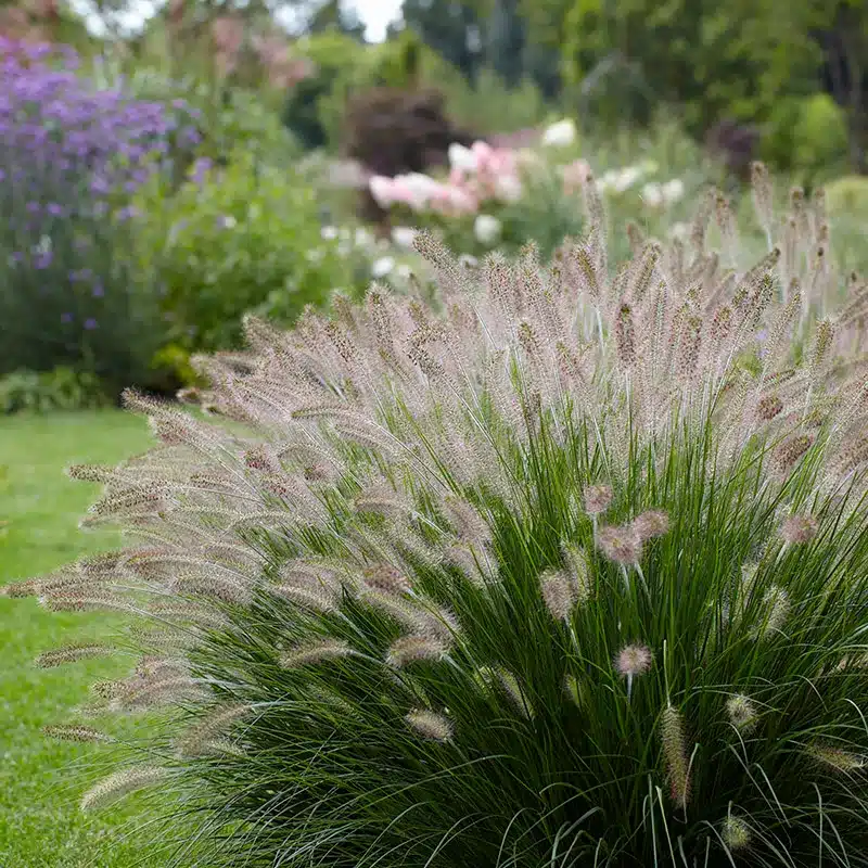 Large, dense clump of ornamental grass with long, thin green blades growing beside a concrete path in a landscaped outdoor area.