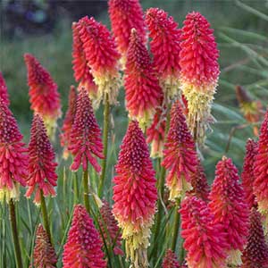 Kniphofia Red Hot Pokers