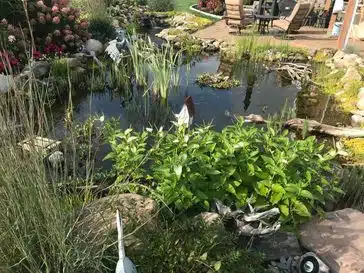 A Fish Pond With Many Plants