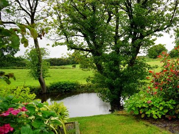 A Pond With Many Plants