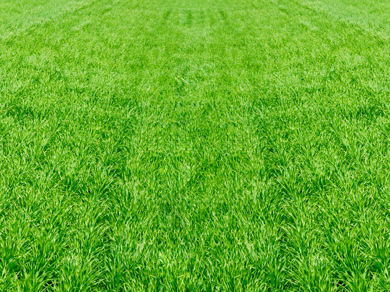 Aerated Lawn - Lush Green Grass - A-Z Landscaping LLC