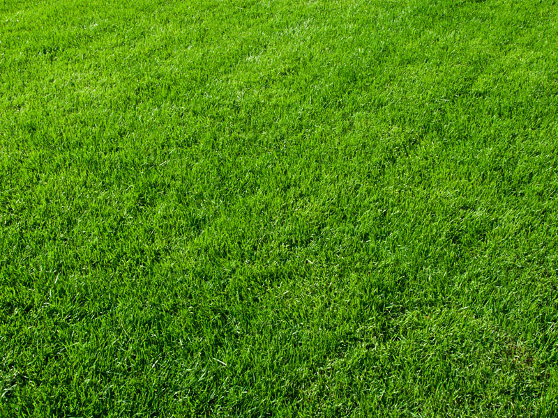 Aerated Lawn - Lush Green Grass - A-Z Landscaping LLC