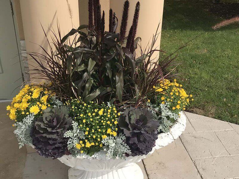 Yellow flower in a white pot | A-Z Landscaping