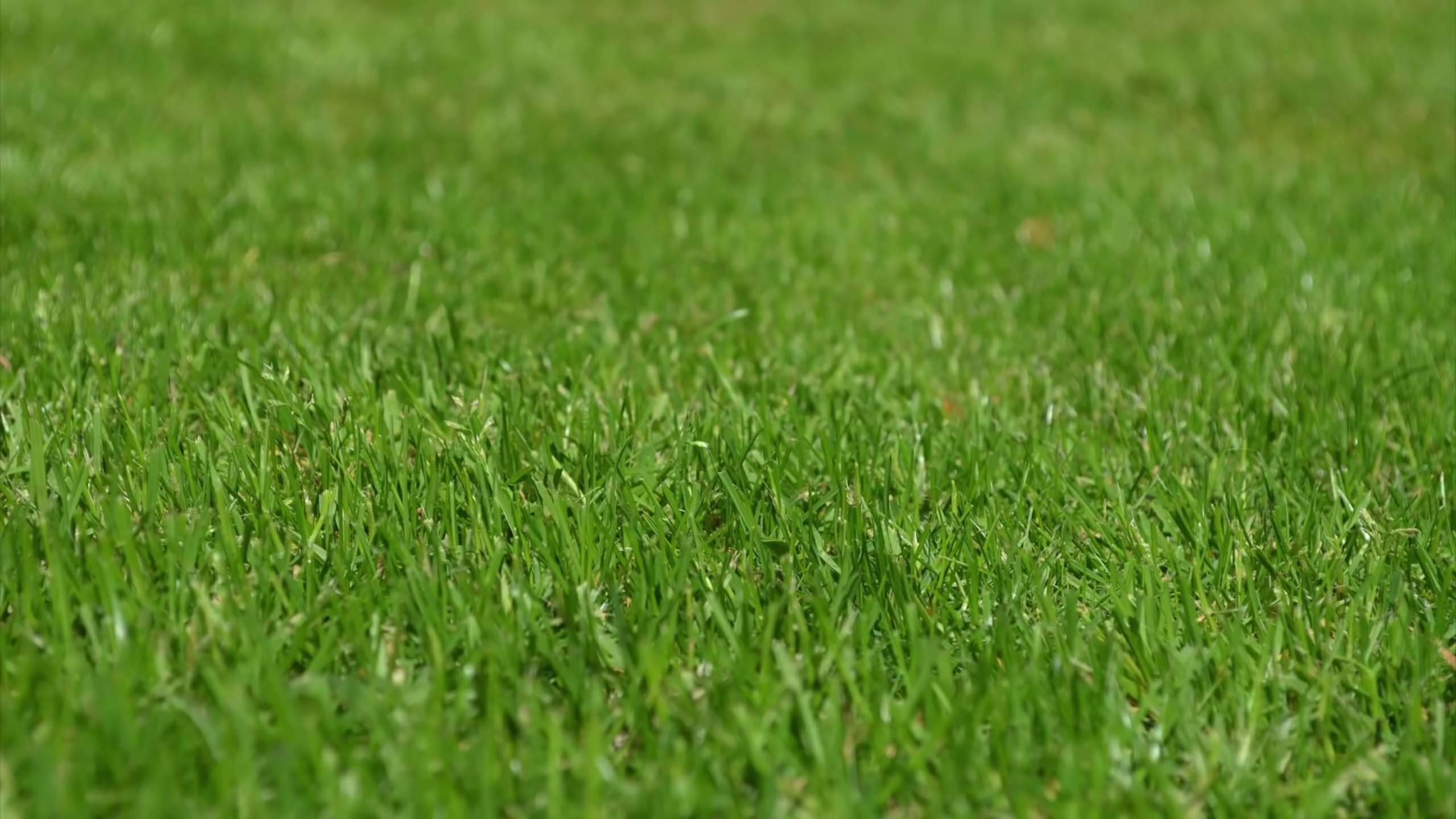 Green Grass - A-Z Landscaping - Thick Grass - Ridgefield CT