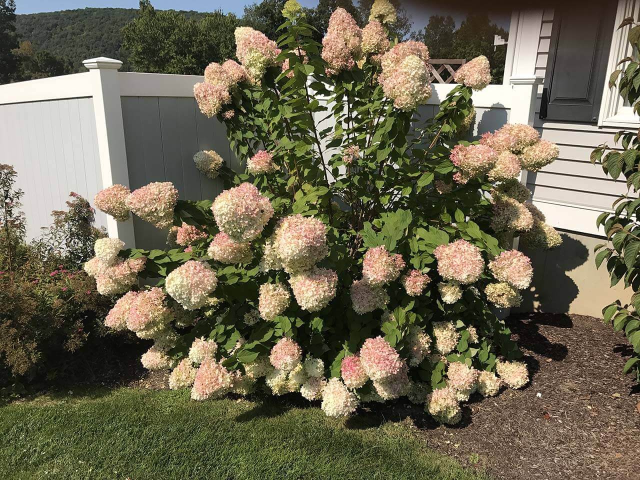 A bunch of white flower | A-Z Landscaping