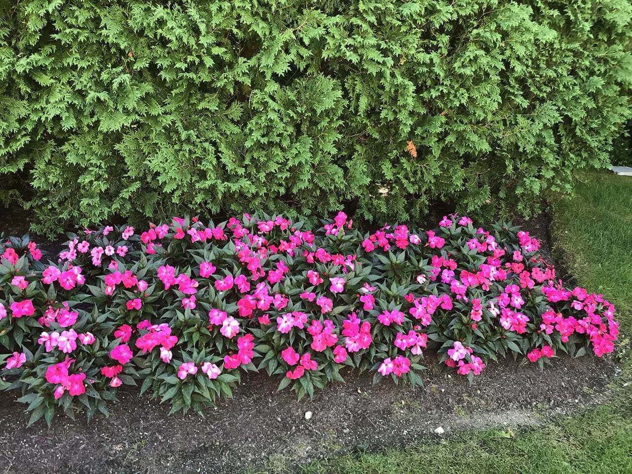 Pink flower landscape | A-Z Landscaping