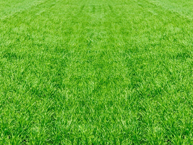 Aerating Lush Green Grass