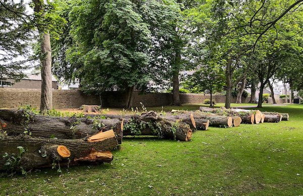 A group of trees that have been cut down in a park.
