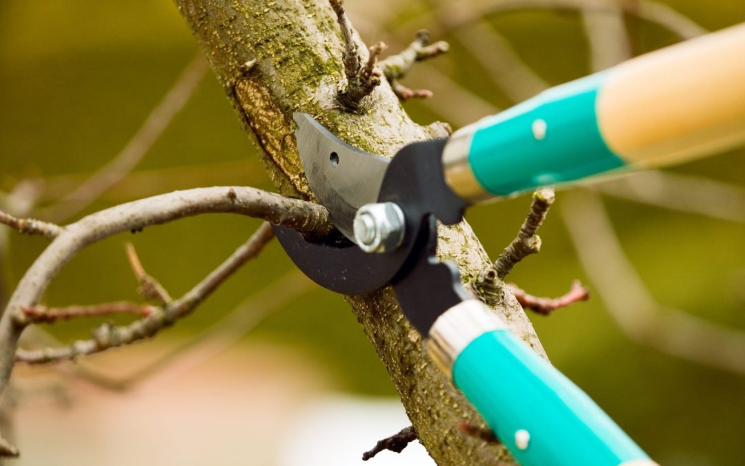 Pruning Trees for Health and Beauty