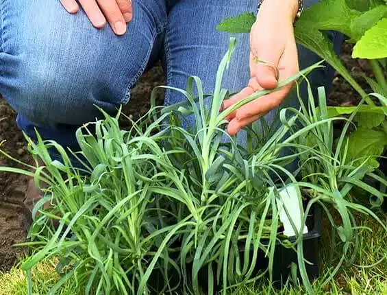 How to Plant Dianthus Artic Fire