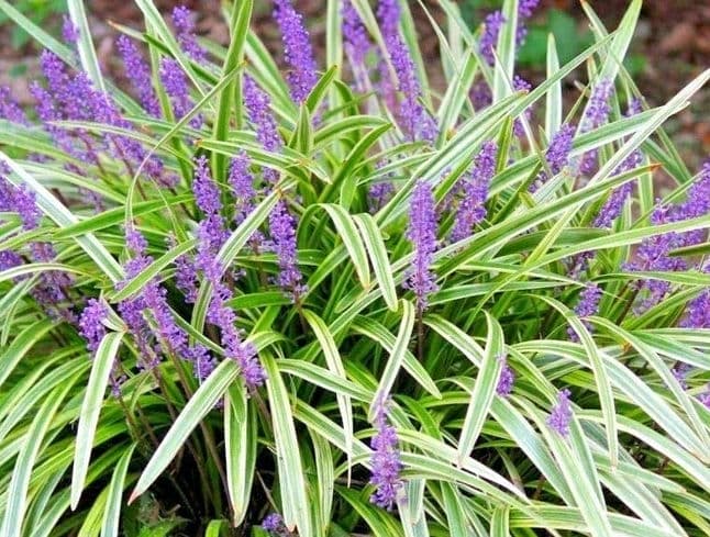 How to Plant, Grow, and Care for Liriope Spicata