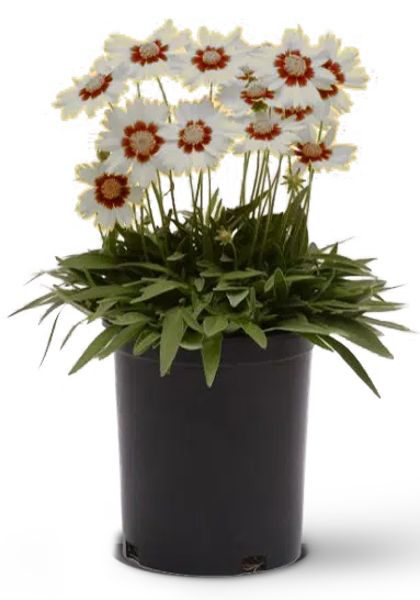 Uses of Dianthus Artic Fire In Your Home