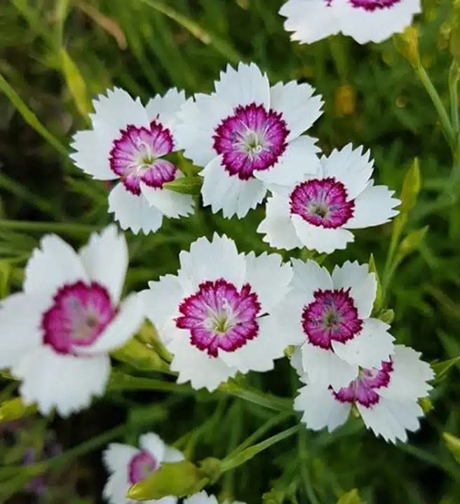 What does the Dianthus Artic Fire symbolize?
