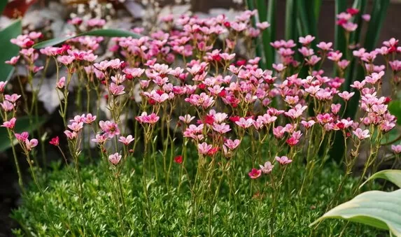 When to Plant Dianthus Artic Fire