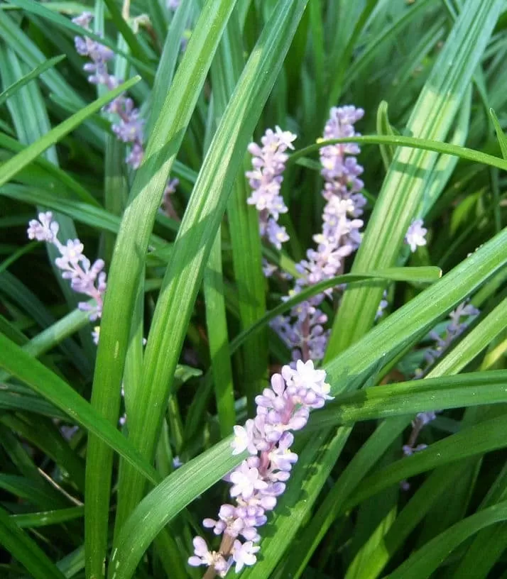 What does a Liriope Spicata Symbolize?