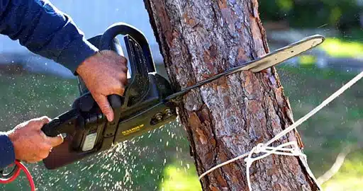 Tree Removal Service: Why Is It So Important?