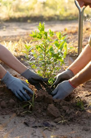 Cover the tree's base with organic mulch, wood chips, or bark