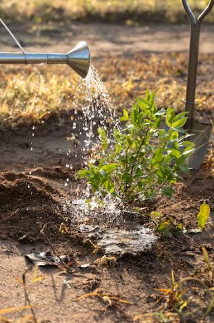 Loosen the Roots (for Container-Grown Trees)