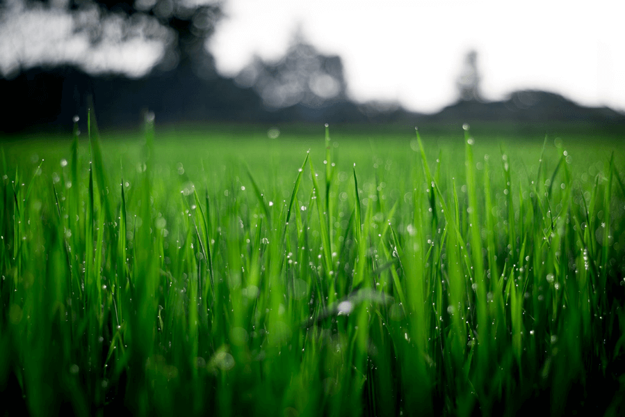 Green field, water droplets.