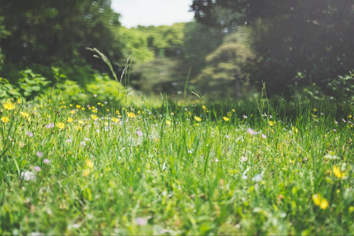 A grassy field with yellow flowers and trees in the background.